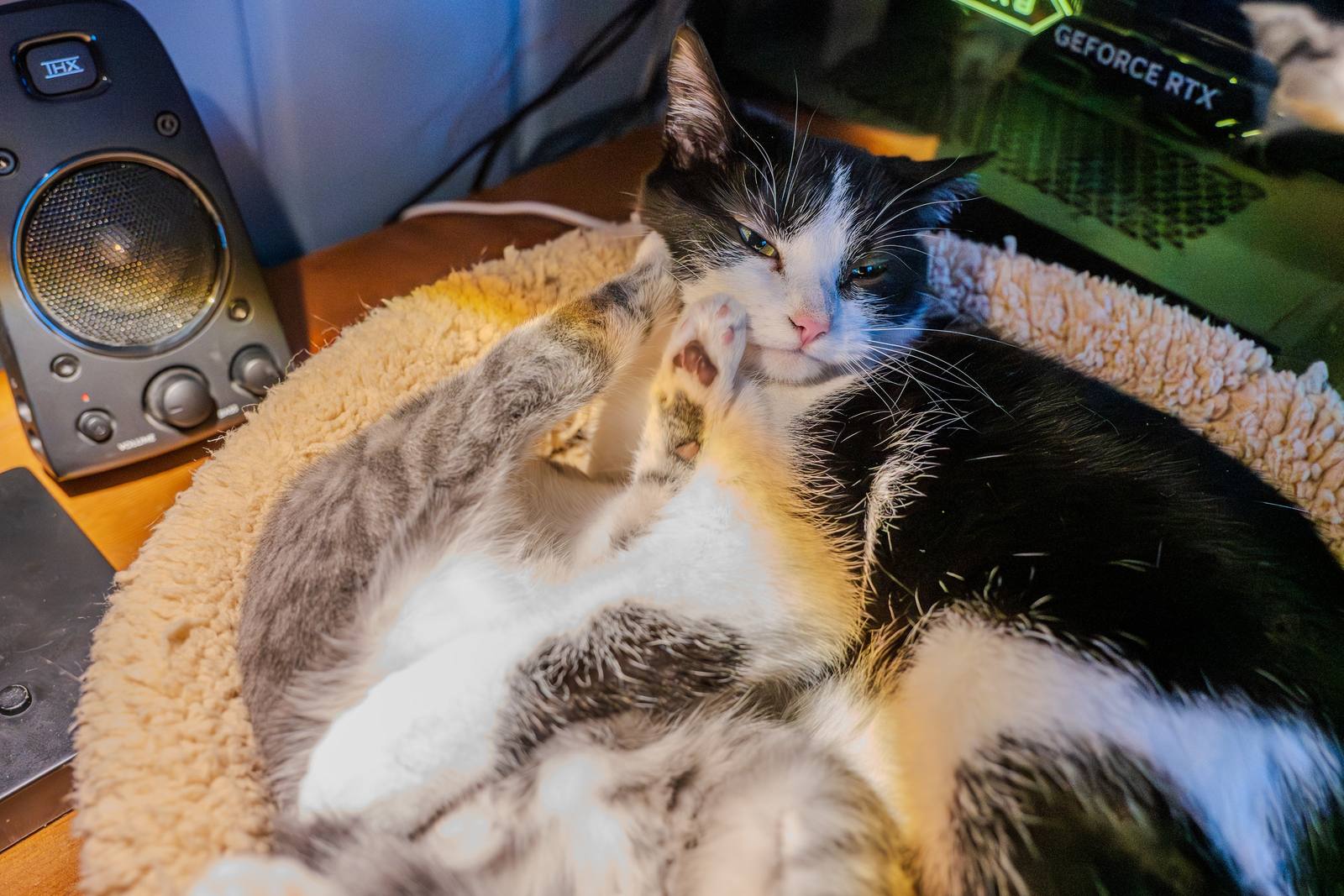Two cats lounging together beside a keyboard and camera gear.