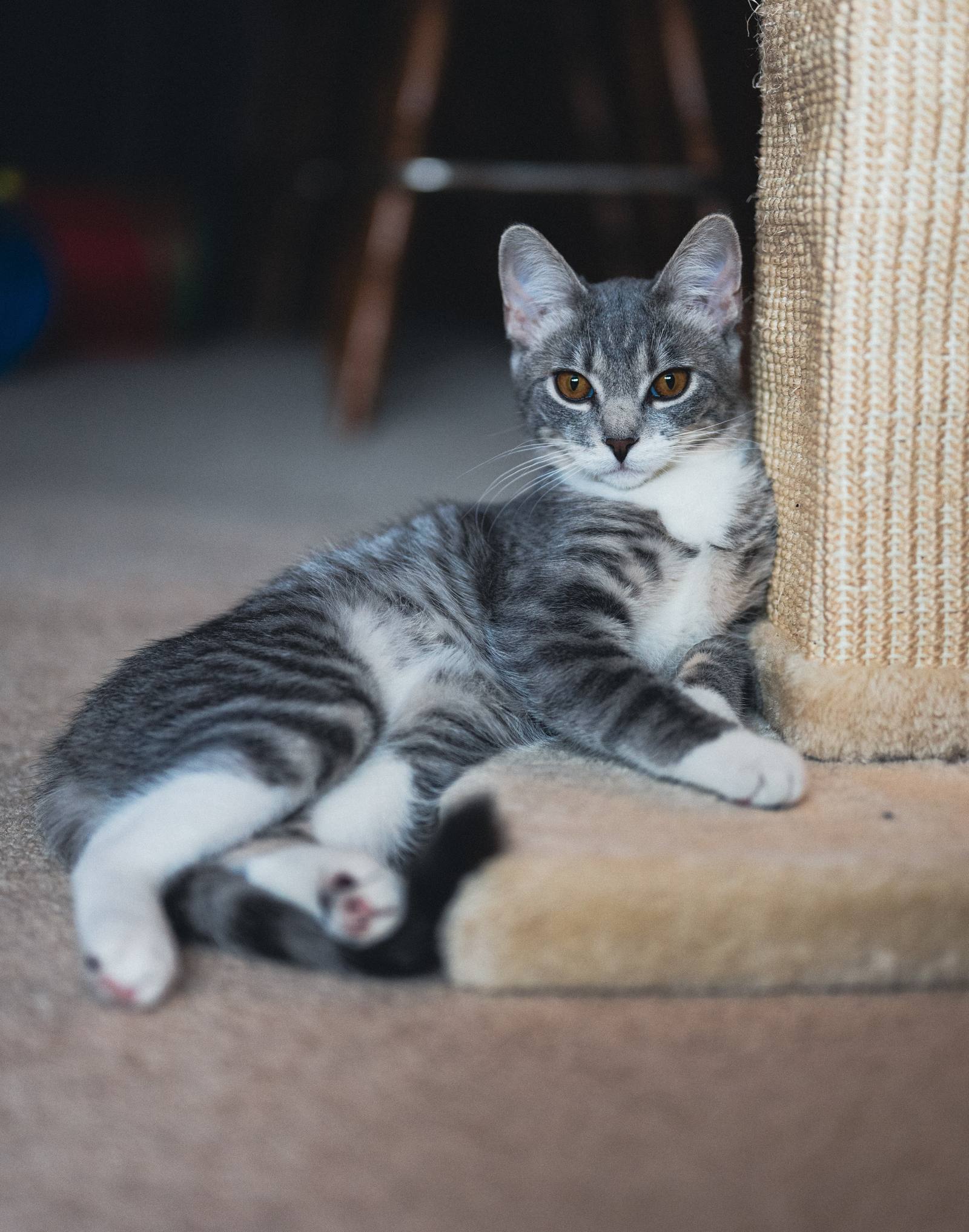 A gray tabby cat lying on a carpeted platform.