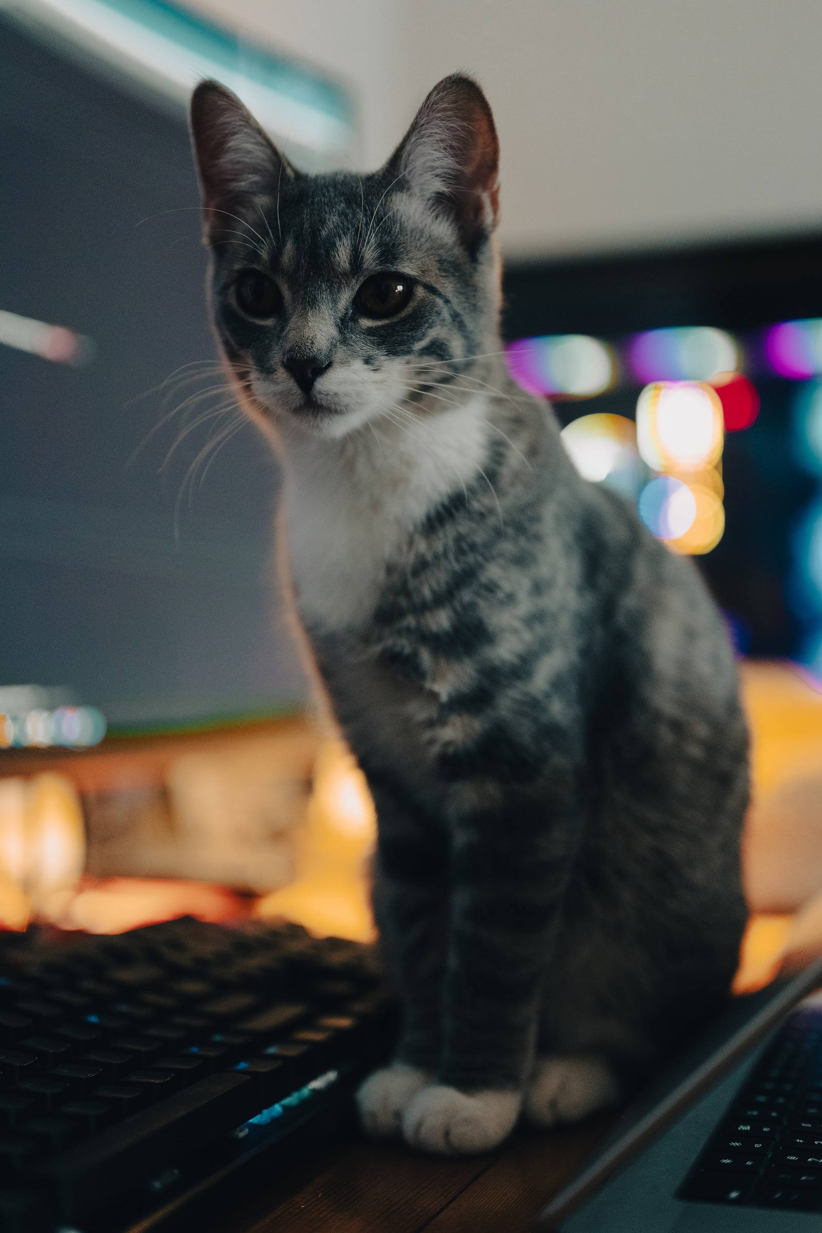 A close-up of a gray tabby cat against colorful blurred lights.