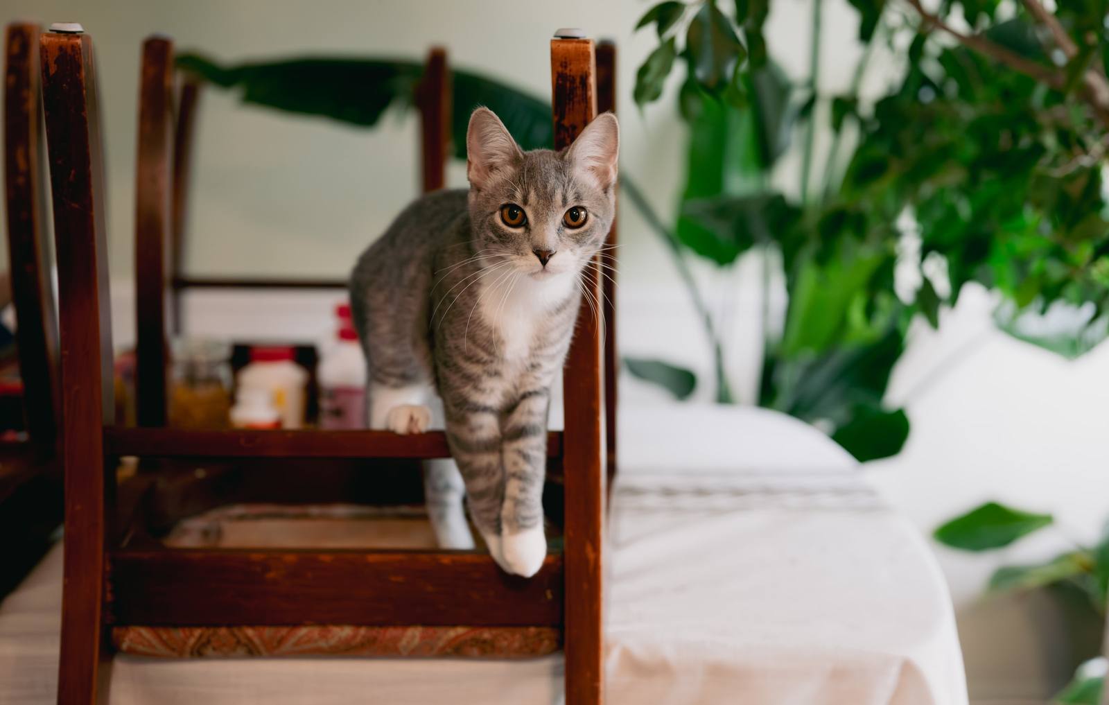 A small gray cat standing on a wooden chair in a room with plants.
