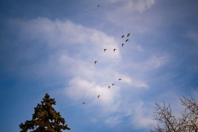 Birds flying across a pale winter sky.