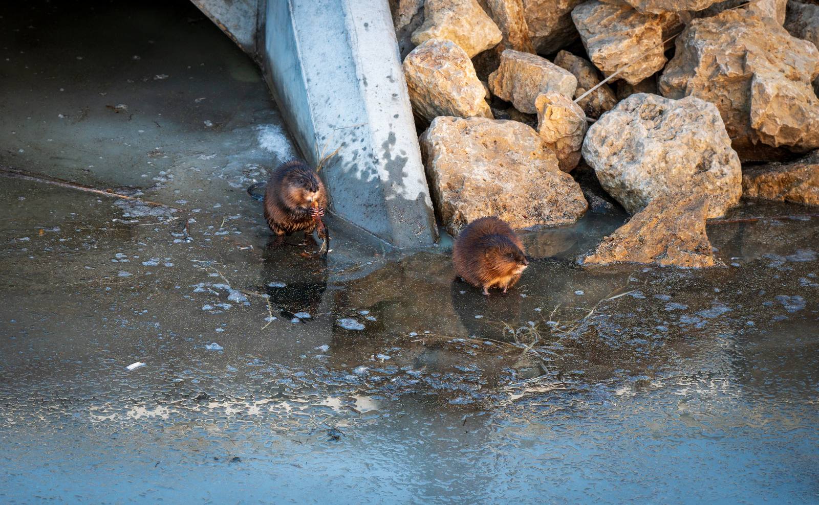 Two small brown animals swimming near rocks in icy water.