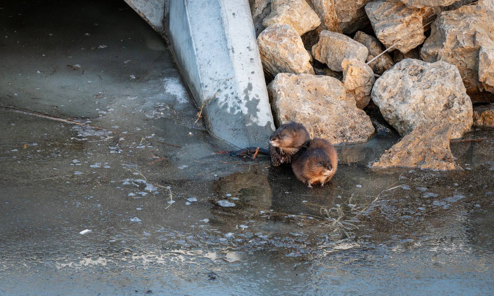 A small brown animal swimming beside rocks and ice.