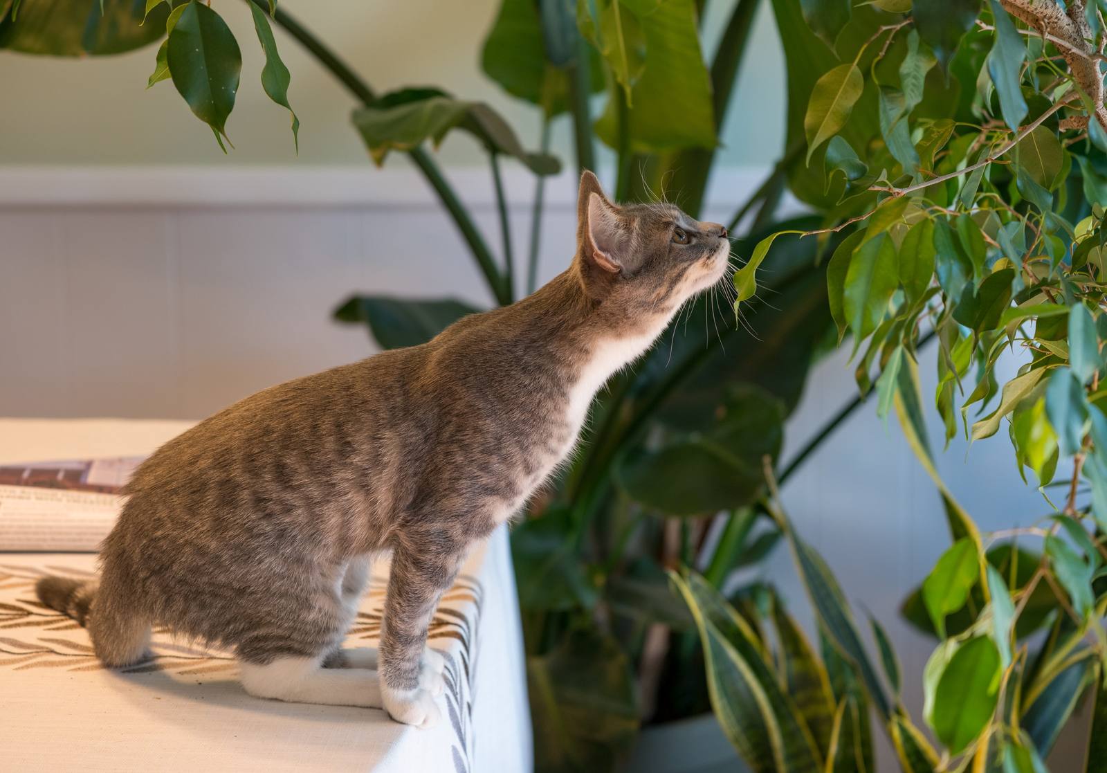A tabby cat stands on a windowsill beside leafy houseplants.