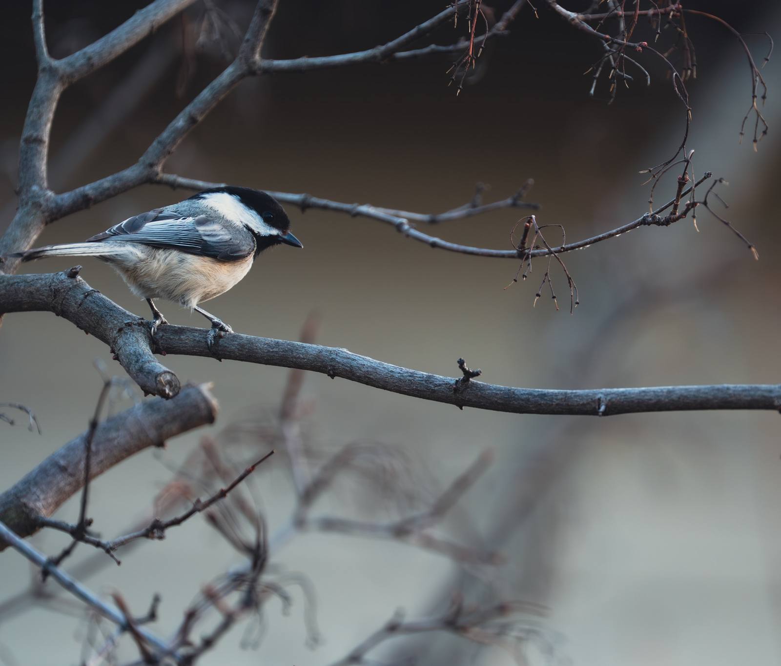 A small black-and-white bird perches on bare branches.