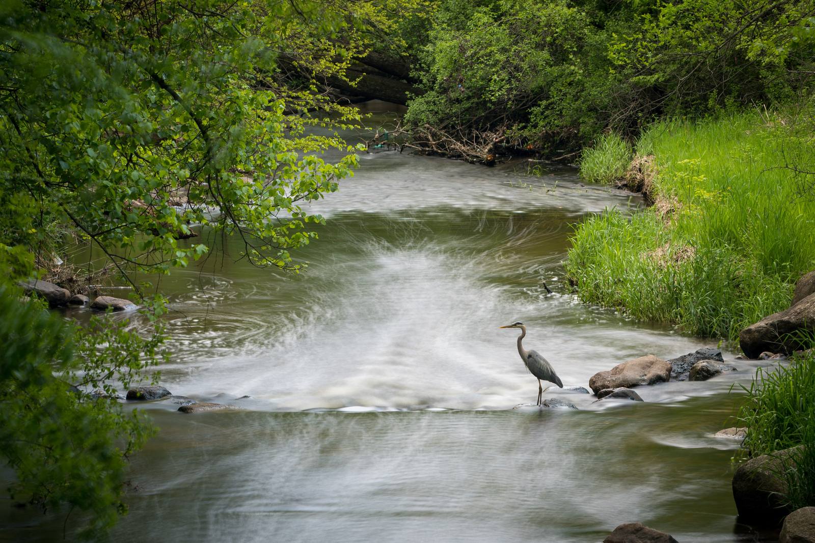 A heron stands in a flowing creek bordered by green spring foliage.