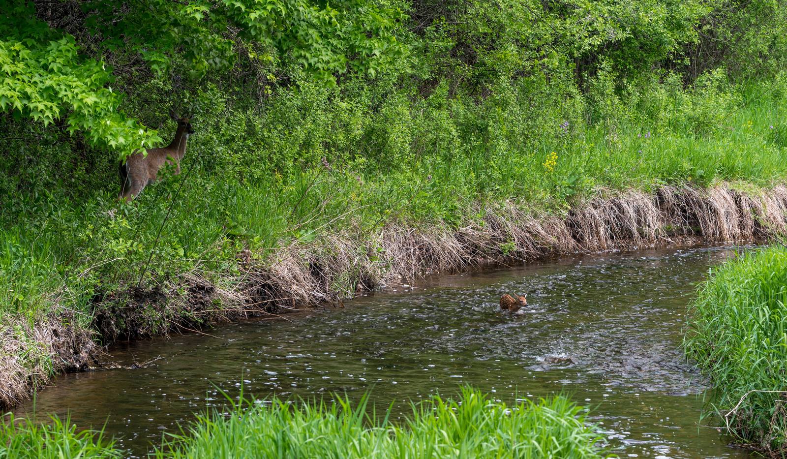 A deer stands near a creek bank surrounded by dense green foliage.