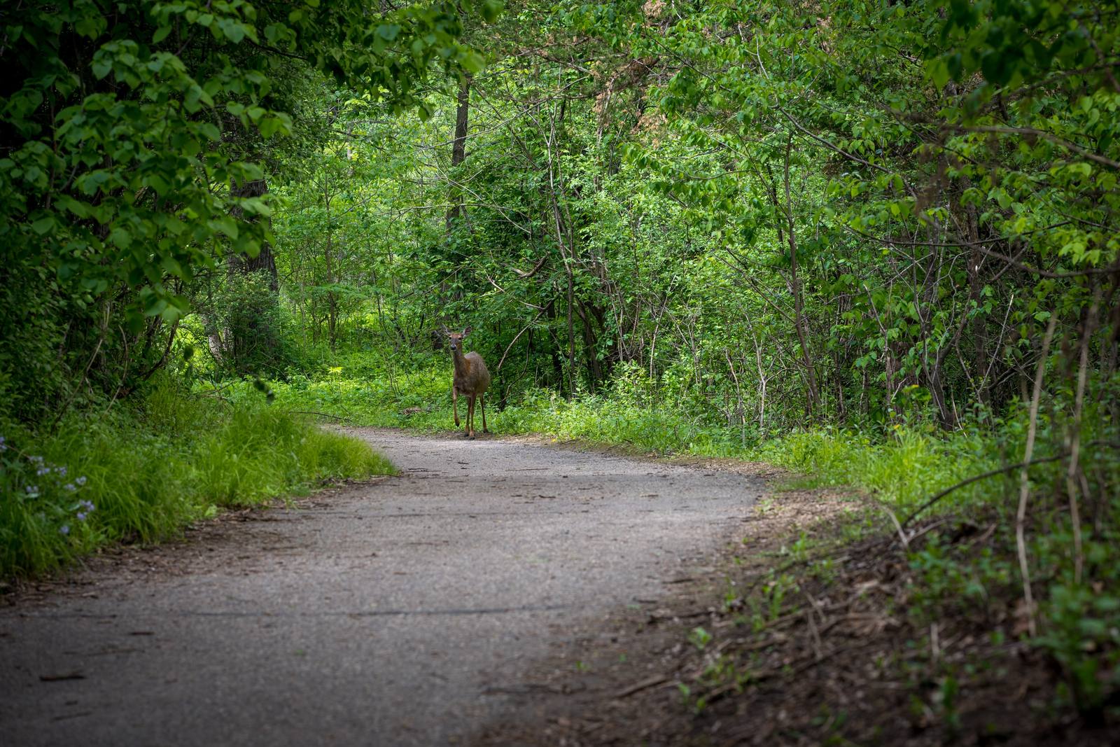 A deer stands at the end of a wooded path framed by green foliage.