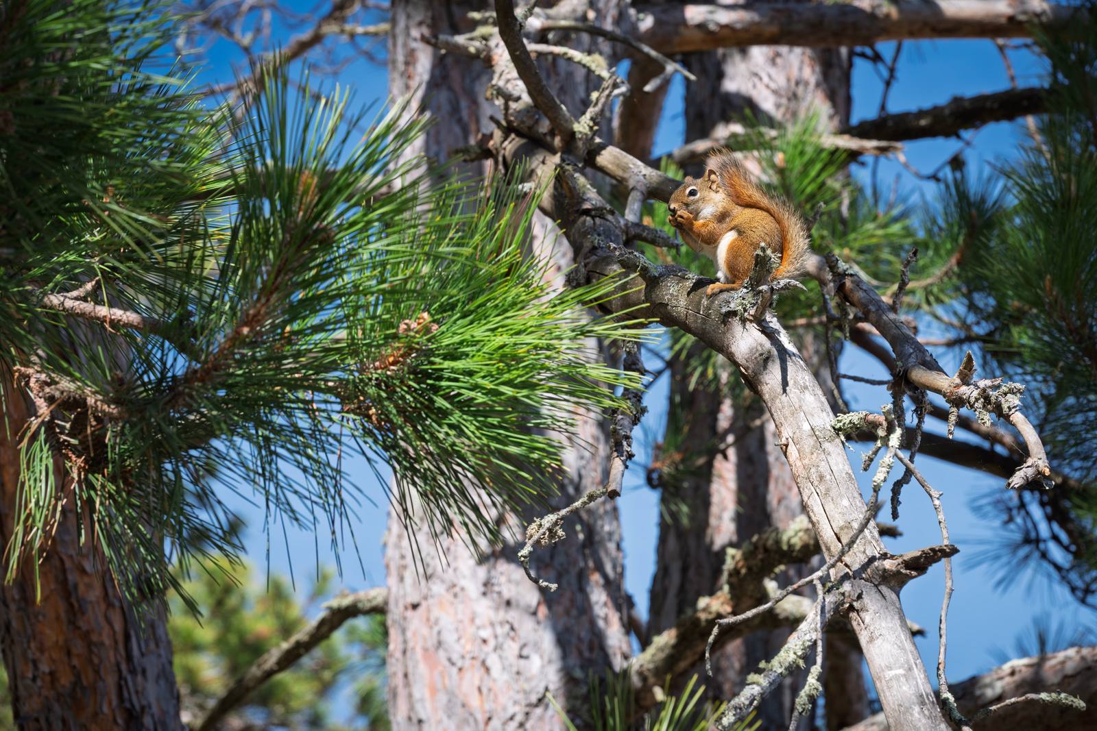 A red squirrel perches high on a dead pine branch, nibbling a morsel against a clear blue sky.