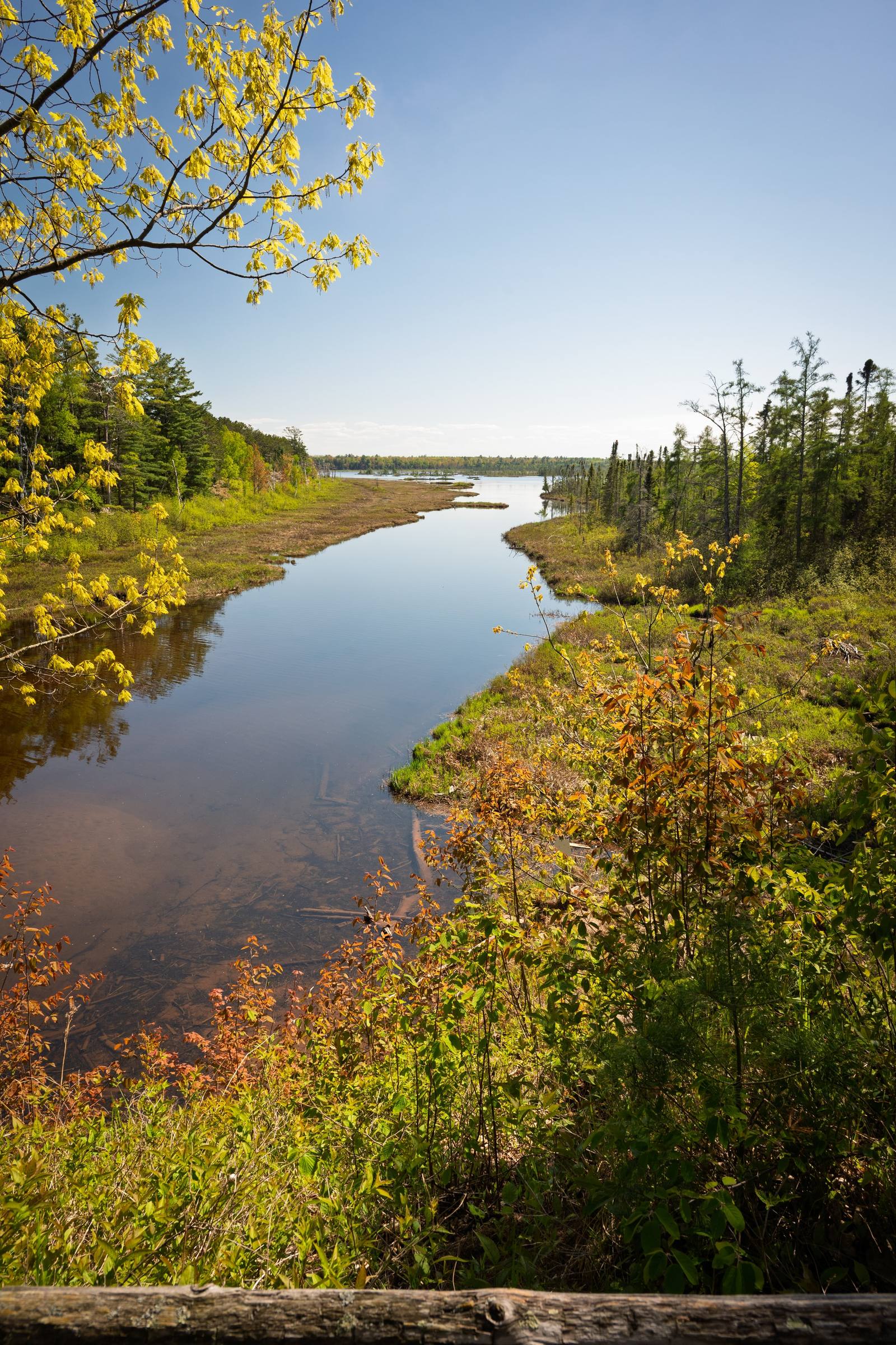 A winding tannin-stained river curves through a marshy lowland framed by bright spring foliage, opening into a calm lake in the distance.